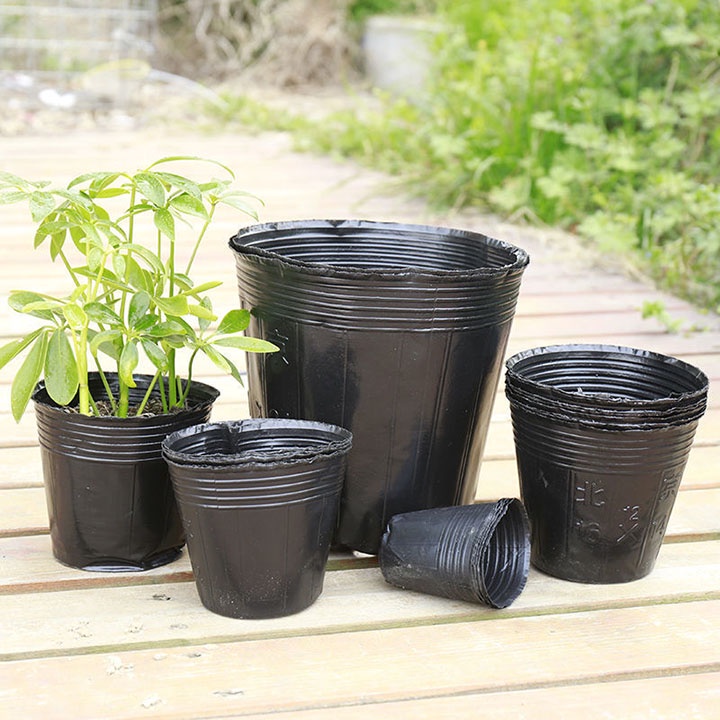 Bầu Nilong Đen Ươm Cây, Trồng Rau - NNTM