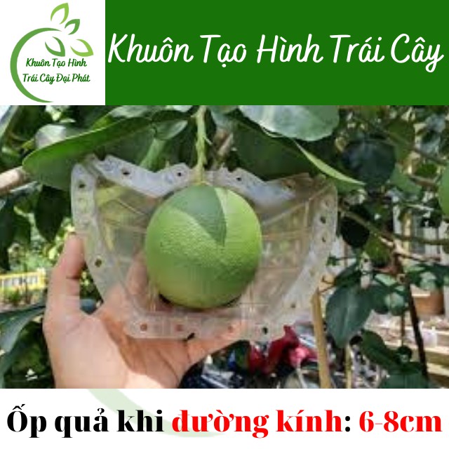 Khuôn Thỏi Vàng Số 3 Cỡ Đại, Loại Dày 5 li, Khuôn Tạo Hình Trái Cây Chữ TÀI LỘC