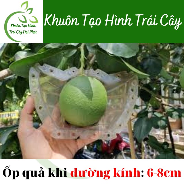 (Bưởi 1,2-1,8kg) Khuôn Thỏi Vàng Số 3 Cỡ Đại, Loại Dày 5 li, Khuôn Tạo Hình Trái Cây Chữ TÀI LỘC (Hàng Loại 1, bền đẹp)