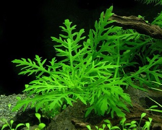 THỦY CÚC (8 nhánh)