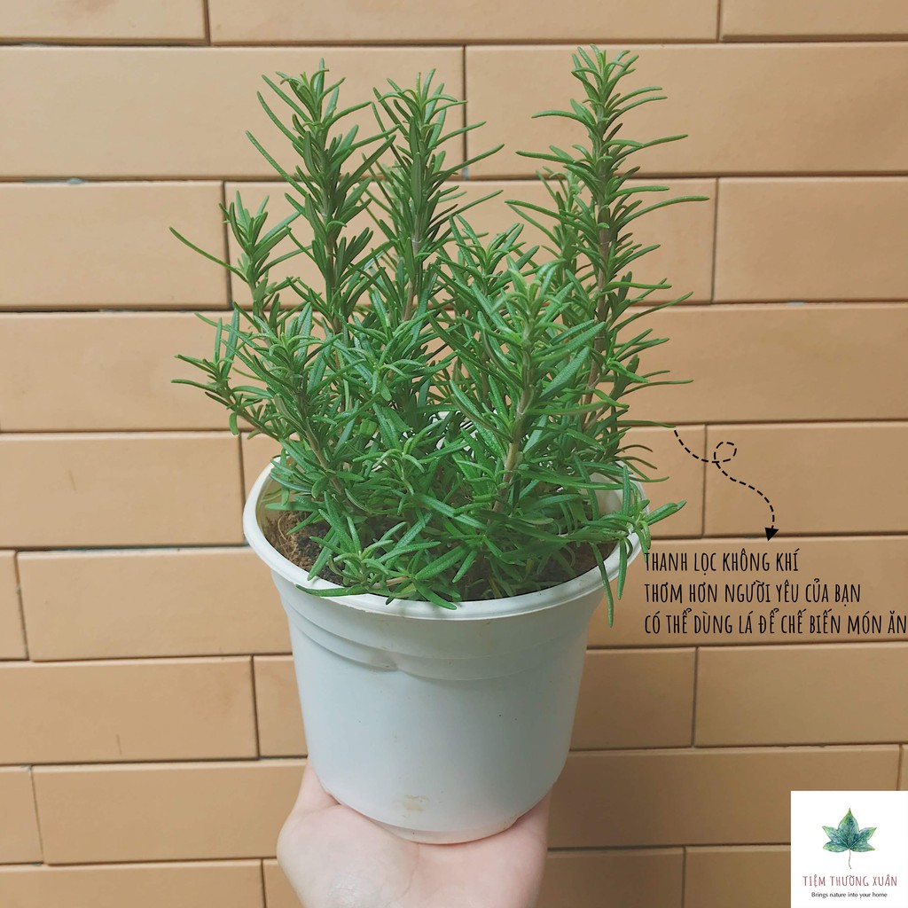 CÂY HƯƠNG THẢO ROSEMARY Thân Gỗ Cây gia vị có mùi hương Hạt giống cây hương thảo