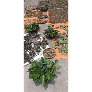 Thảo dược lợi sữa