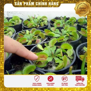 Hạt Giống Cây Bắt Côn Trùng - 5 hạt