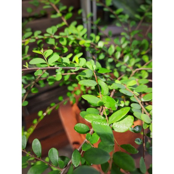 Cây sơn liễu rủ