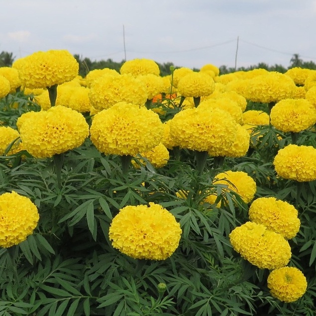 Hạt giống hoa Vạn Thọ vàng chanh Lở F1 - 30 hạt -