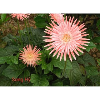 Nhánh hoa đồng tiền cổ(rễ trần)