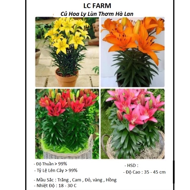 [ combo 10 ] củ ly lùn thơm Hà Lan + Tăng Lân NPK