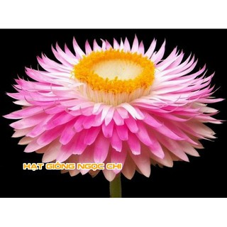 Hạt Giống Hoa Cúc Bất Tử - 100 Hạt