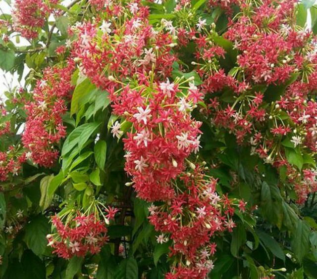 Cây Hoa sứ quân tử