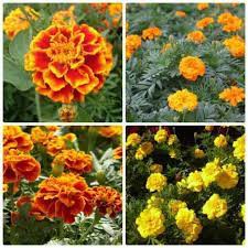Gói 50 hạt giống hoa cúc vạn thọ tứ quý  nhiều màu pháp