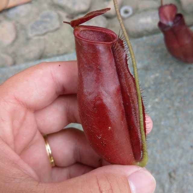 Cây nắp ấm N. trichocarpa red
