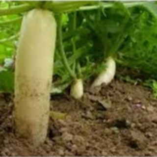 20gram HẠT GIỐNG CỦ CẢI TRẮNG