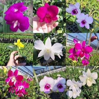 Combo 5 chậu Denro thanh lý cây trưởng thành .mua 10 tặng 1