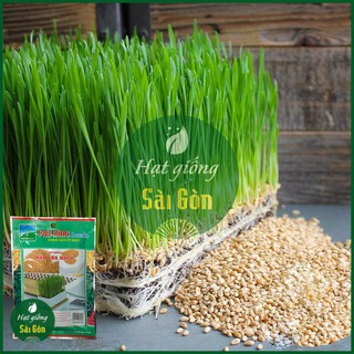 Hạt Giống Cỏ Lúa Mì 100gr - Hạt Giống Mầm Lúa Mạch Dễ Nảy Mầm