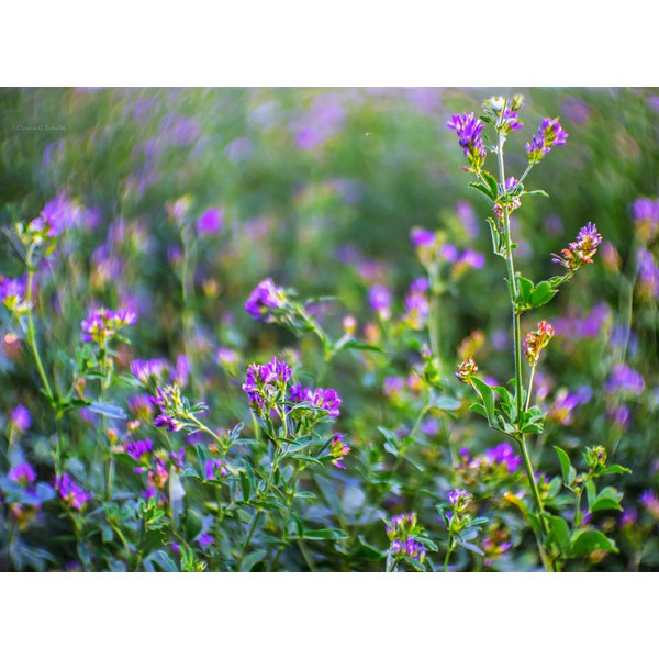 Hạt giống cỏ đậu chăn nuôi Alfalfa  - Gói 50gram