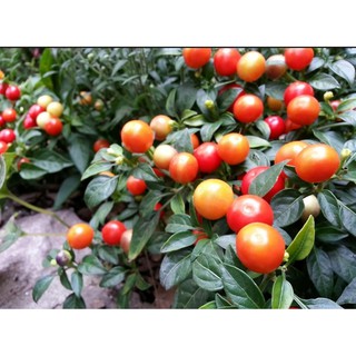 HẠT GIỐNG ỚT BI KIỂNG SIÊU TRÁI