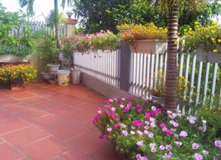 15 cành hoa 10h Mỹ/3màu