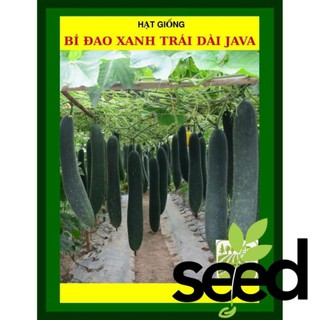 Hạt Giống Bí Đao Xanh Trái Dài F1 Java 0.2 Gram