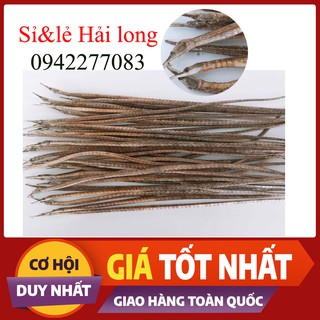 Hải long/Rồng biển 5 con