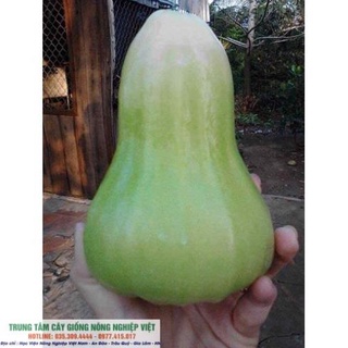 Cây giống Roi Xanh