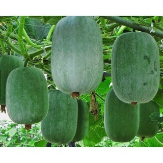 Hạt Giống Bí Xanh Đài Loan