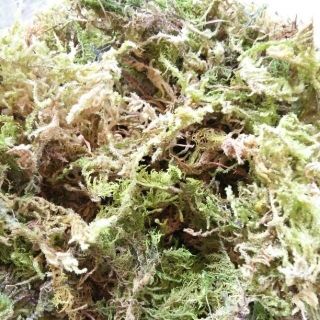 1 kg rêu rừng trồng lan, trồng cây loại tốt