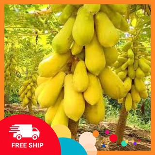 Gói 5 hạt giống đu đủ da vàng