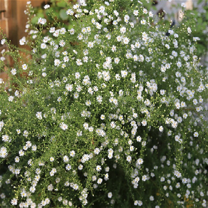M700 hoa cúc thạch nham trắng lá liễu