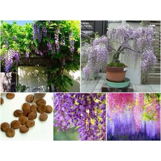 Hạt giống hoa tử đằng gói 5 hạt