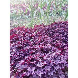 củ giống hoa bướm đêm