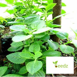 Gói 100 hat giống húng chanh VINMARK HẠT GIỐNG