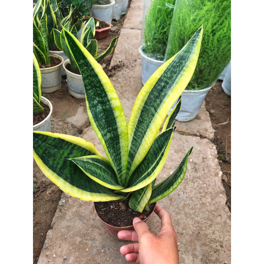 Cây lưỡi hổ để bàn trồng chậu nhựa, chiều cao 20cm, cây sống lâu năm rất dễ chăm sóc, trang trí decor bàn làm việc