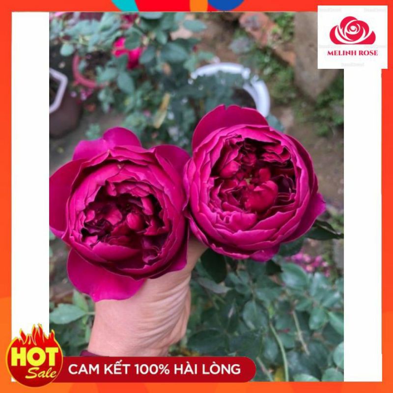 Hoa Hồng Autumn Rouge Rose Màu Tím Đỏ Đẹp,Thơm,Quyến Rũ- Vườn Hoa Melinhrose