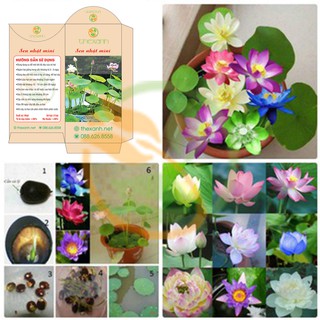 Bộ 2 gói hạt giống sen nhật - thexanh