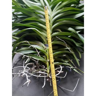 Cây lan giống mokara cao 20cm đến 30cm