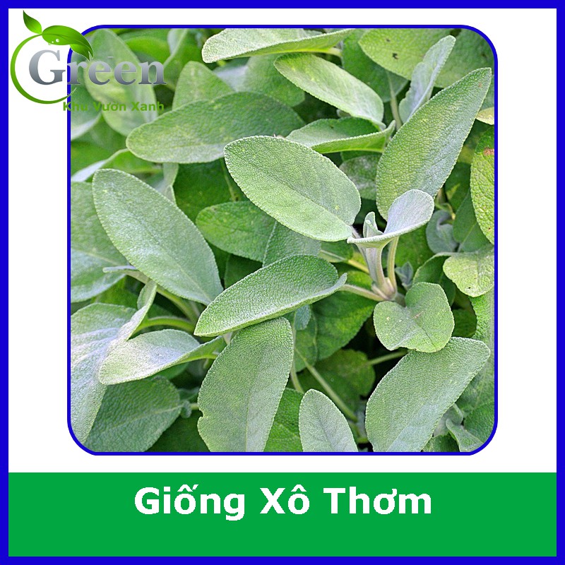 Hạt Giống Cây Xô Thơm (Sage) (20H)