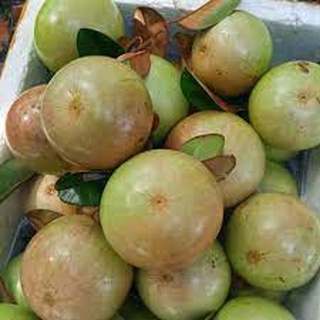 Cây giống vú sữa bơ hồng chín vỏ màu hồng phấn