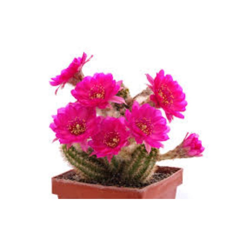 Sale 50%- Xương rồng Echi chamaecereus sai hoa , nhiều màu, chậu  to 7cm