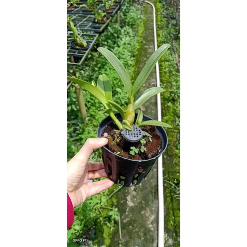 Lan Pensoda đệ nhất hoa thơm chậu như hình