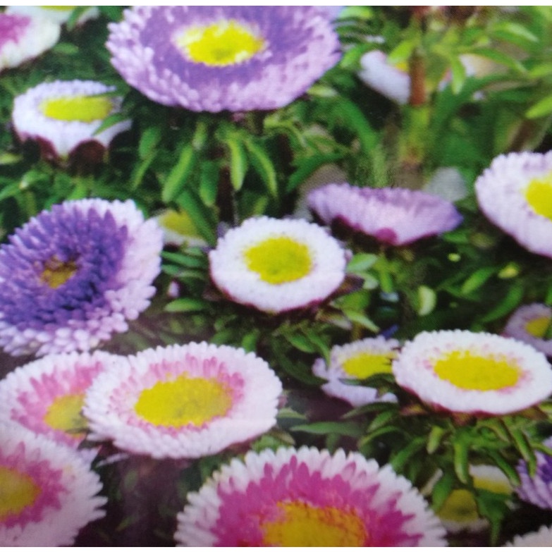 50h Hạt Giống Hoa Cúc Nhật PomPom Mix màu tặng kèm kích mầm thuốc