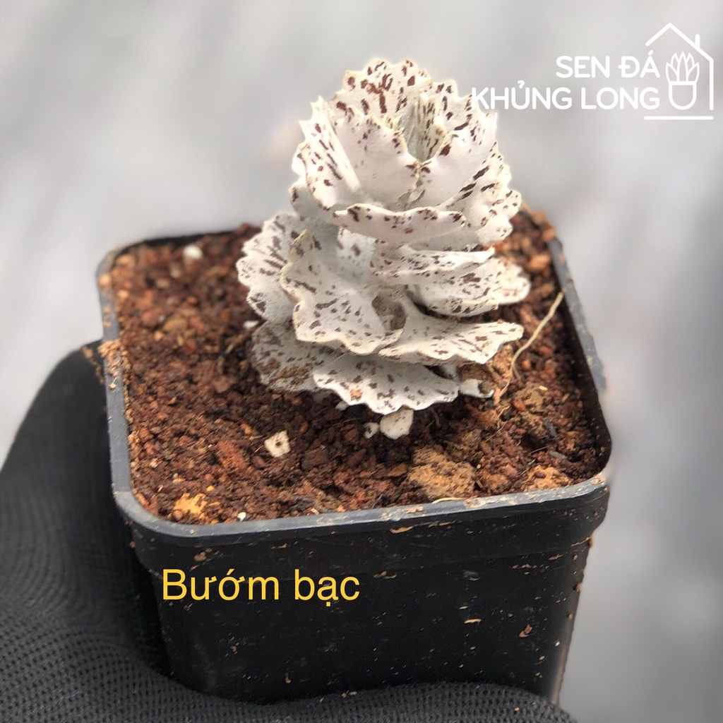 sen đá Bướm Bạc - kalanchoe rhombopilosa