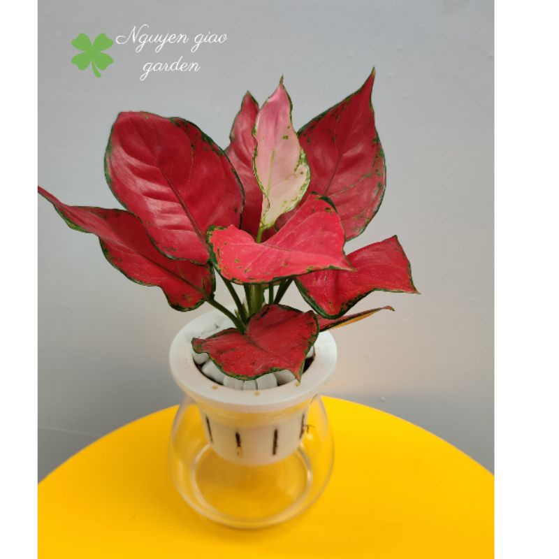Cây Vạn lộc đỏ thủy sinh để bàn dễ chăm sóc