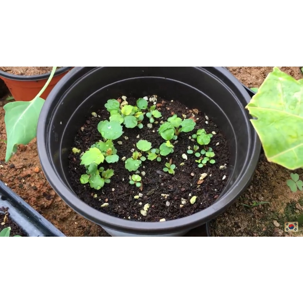 Hạt giống dâu tây đỏ