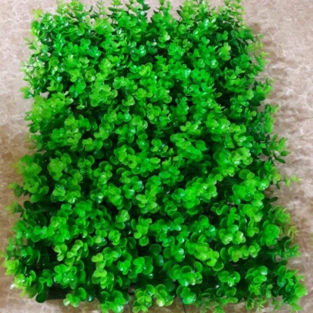 Cỏ tai chuột