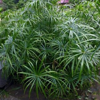 Cây 🌲 Thủy trúc