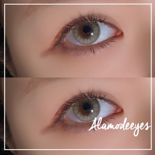 Lens xám soắn bạc hà