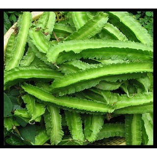 Hạt Giống Đậu Rồng Rado 02 (Gói 10 Gr) CHẤT LƯỢNG CAO Rạng Đông