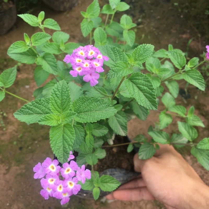 Cây hoa ngũ sắc tím rủ,Vàng rủ trồng sẵn bầu ổn định tán xum ra hoa quanh năm toả hương dịu nhẹ dễ trồng dễ chăm sóc