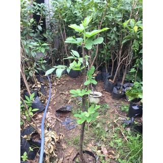 Sung mỹ cây to hình thật cao trên 80cm