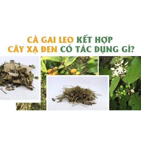 GIẢI ĐỘC GAN CÀ GAI LEO XẠ ĐEN - HỘP 60 VIÊN - HỖ TRỢ BỔ GAN, HẠ MEN GAN, GAN NHIỄM MỠ, THANH NHIỆT